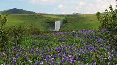 斯科加<strong>瀑布瀑布</strong>南部冰岛蓝色的羽扇豆花